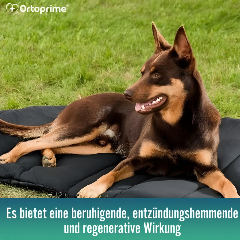 Thermobett für Hunde mit Arthrose | Therapeutisches Gewebe
