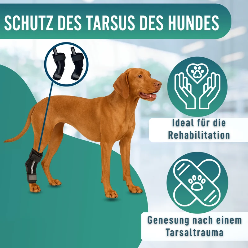 Tarsalstütze für Hunde mit Abnehmbaren Schienen | 2 Stk