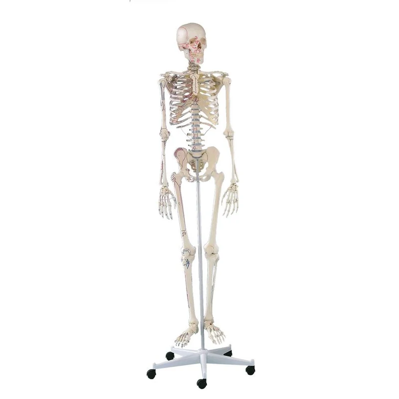 Erler Zimmer Ganzkörper Skelett anatomisch 1,76cm, alle Ausführungen