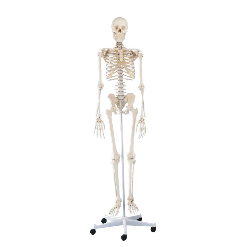 Erler Zimmer Ganzkörper Skelett anatomisch 1,76cm, alle Ausführungen