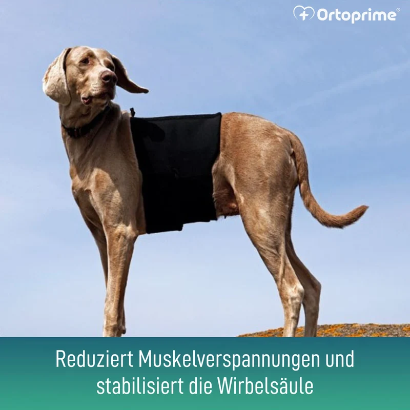 Thermischer Hundesupport Back on Track | Rückenbandage