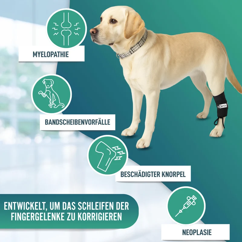 Propriozeptiver Korrektor für Hunde mit Knuckling | 5 Größen
