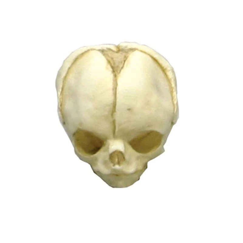 Erler Zimmer Fetusschädel Anatomie Modell, versch. Entwicklungs-Wochen
