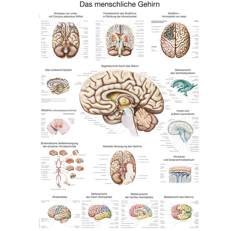 Erler Zimmer Das menschliche Gehirn anatomisches Poster, Größenwahl