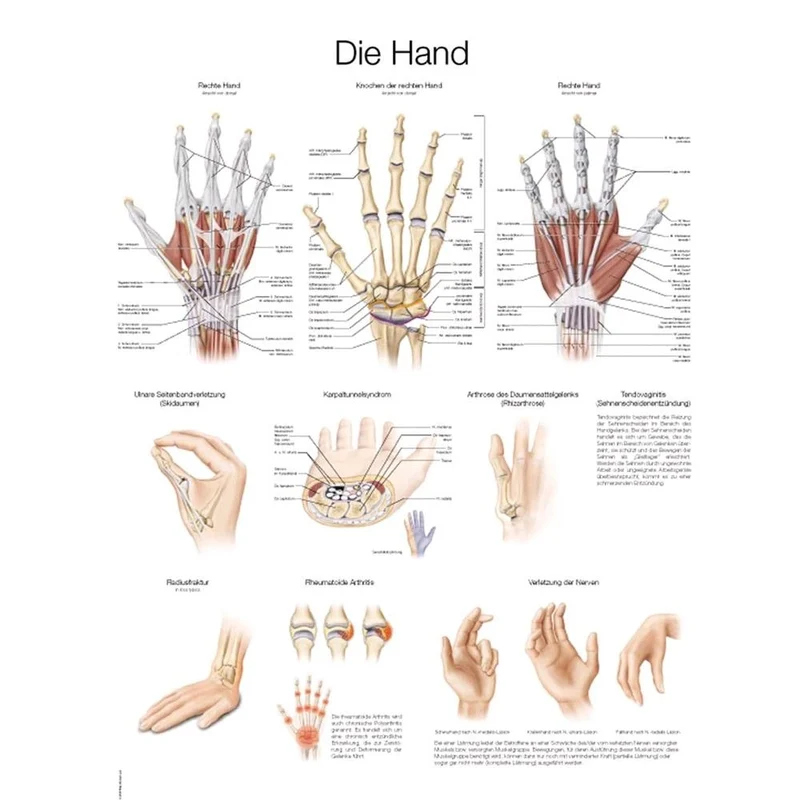 Erler Zimmer Lehrtafel Die Hand anatomisches Poster, Größenwahl