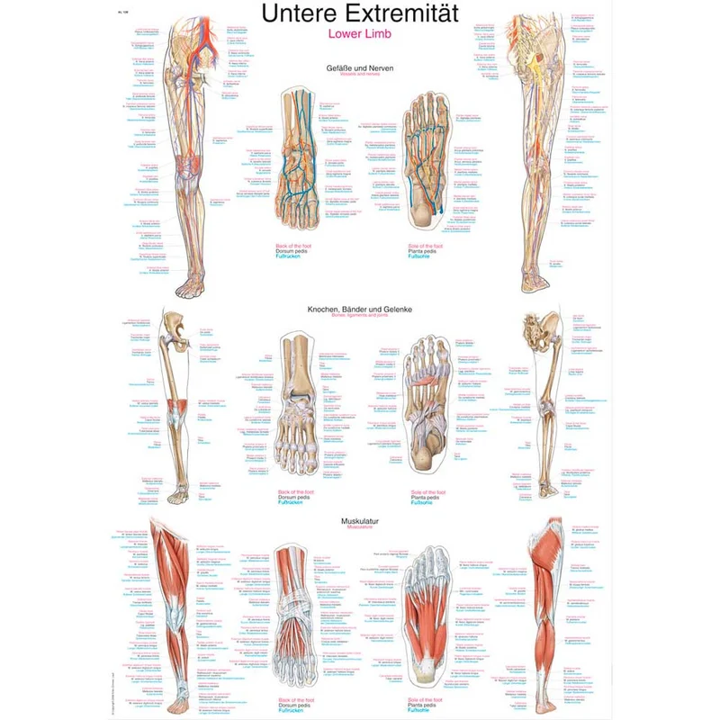 Erler Zimmer anatomische Lehrtafel - Untere Extremität, 2 Größen