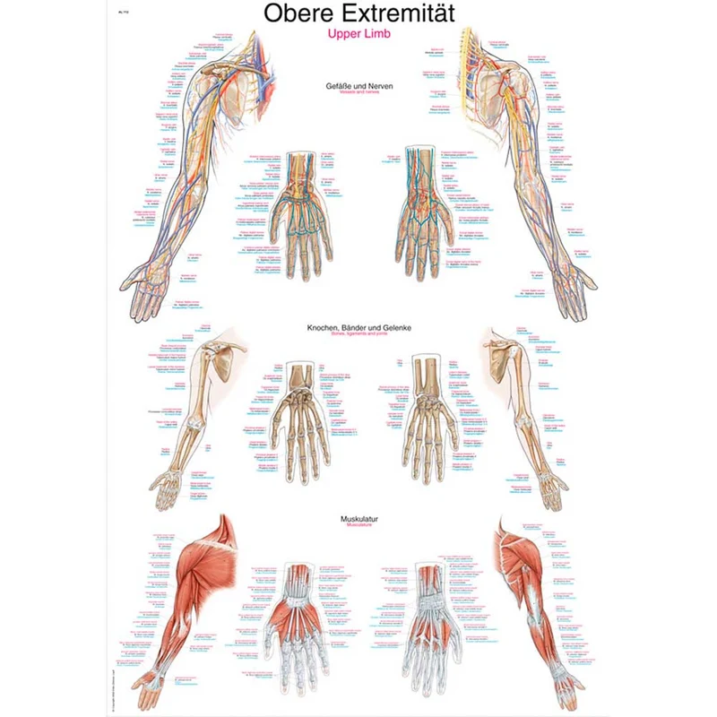 Erler Zimmer anatomische Lehrtafel - Obere Extremität, 2 Größen
