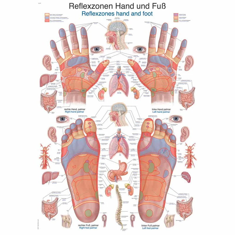Erler Zimmer anat. Lehrtafel - Reflexzonen Hand und Fuß, 2 Gr.
