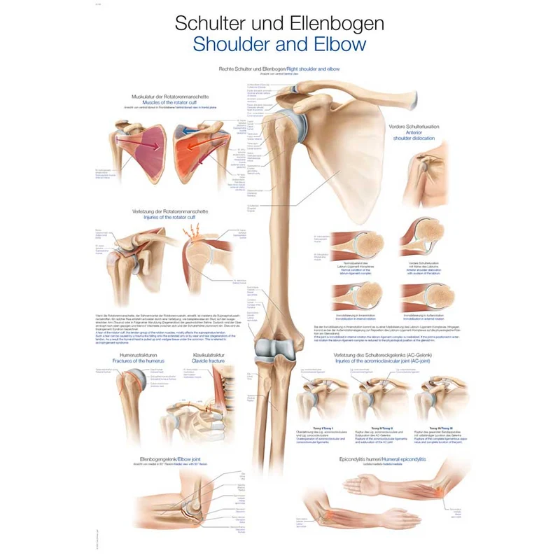 Erler Zimmer anat. Lehrtafel - Schulter und Ellenbogen, 2 Größen