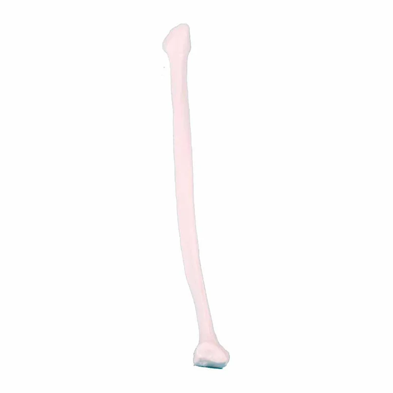 Erler Zimmer männliche Knochenmodelle, diverse Ausührungen