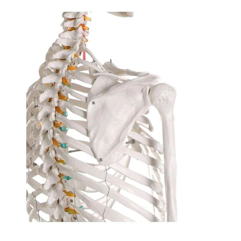 Ganzkörper Skelett männlich, anatomisch beweglich abnehmbare Gliedmaße