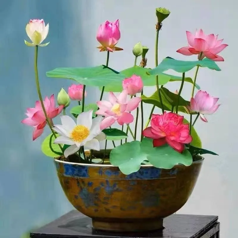 LotusWaters – Bonsai Wassergarten Samen für Teich und Balkon | Skanto