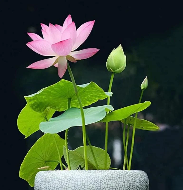 LotusWaters – Bonsai Wassergarten Samen für Teich und Balkon | Skanto