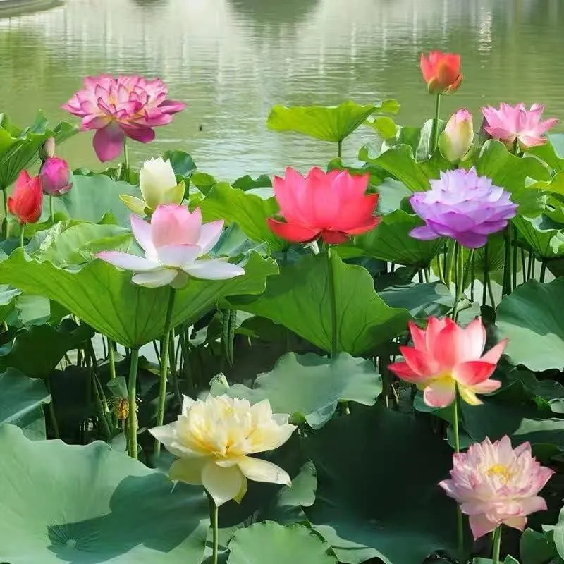 LotusWaters – Bonsai Wassergarten Samen für Teich und Balkon | Skanto