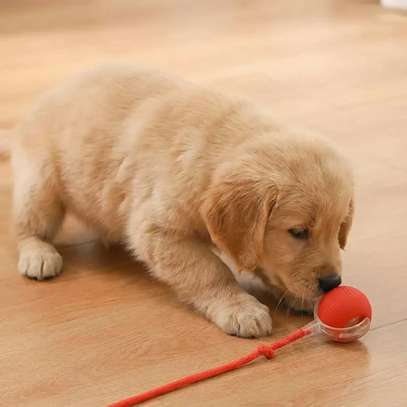 Skanto Aktiver Rollball mit Schwanz für Hunde Skanto