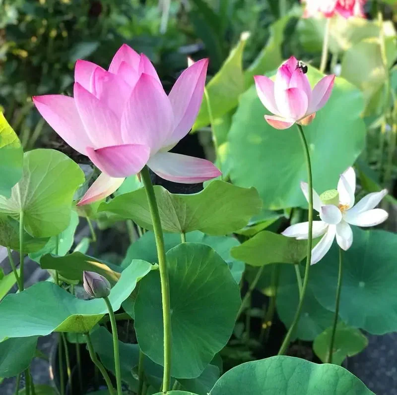 Lotusblumensamen für Teich und Schale – Einfach zu Hause zum Blühen bringen
